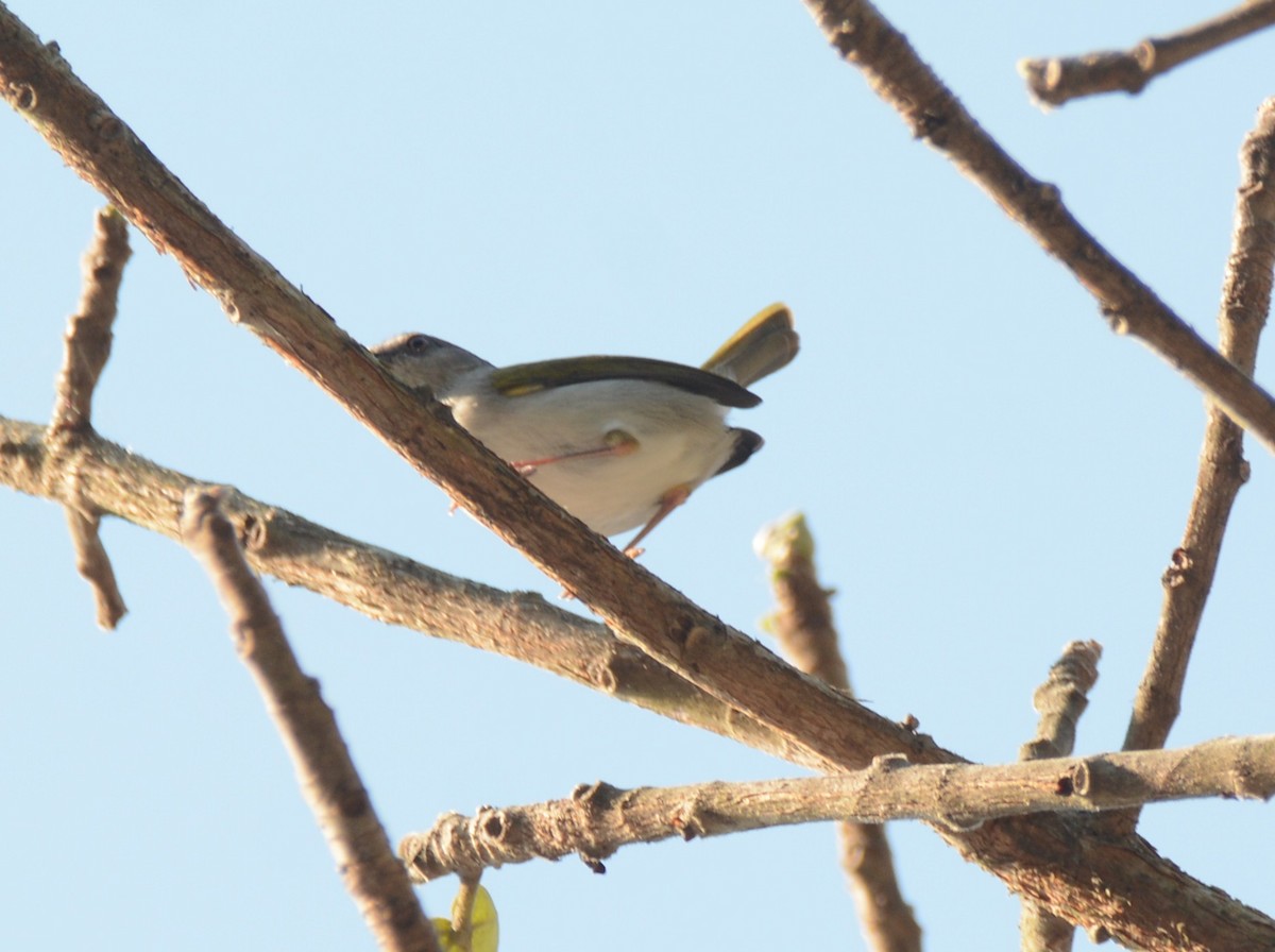 Yeşil Sırtlı Kamaropter - ML644220991