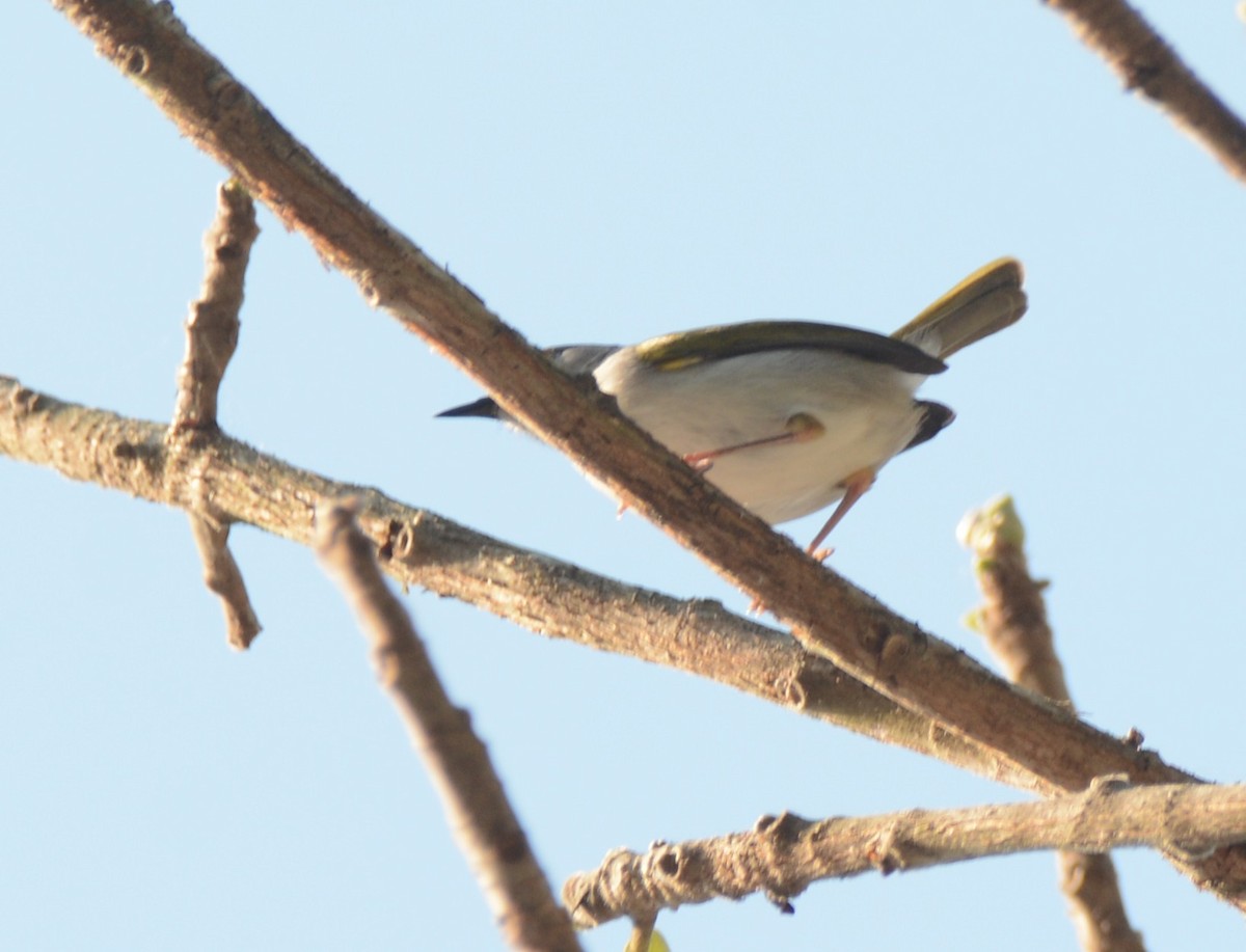 Yeşil Sırtlı Kamaropter - ML644220992