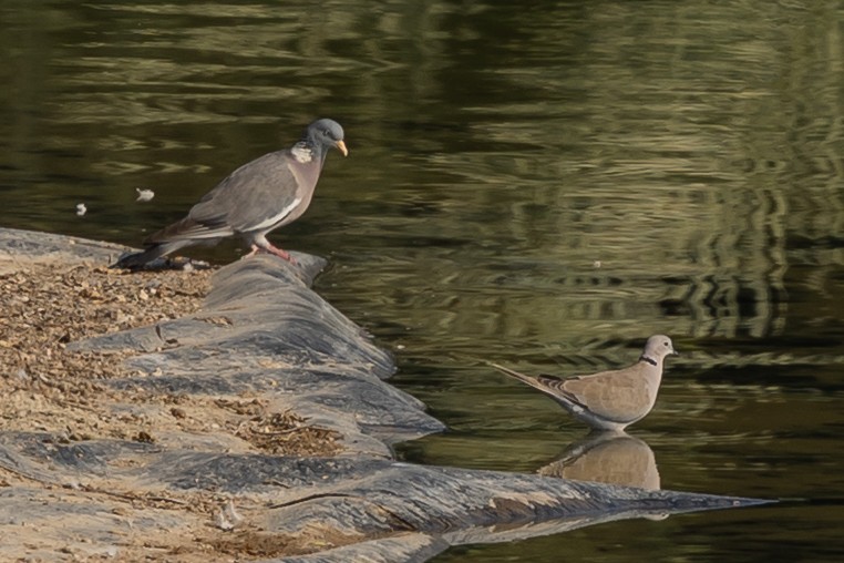 Tahtalı - ML644220995