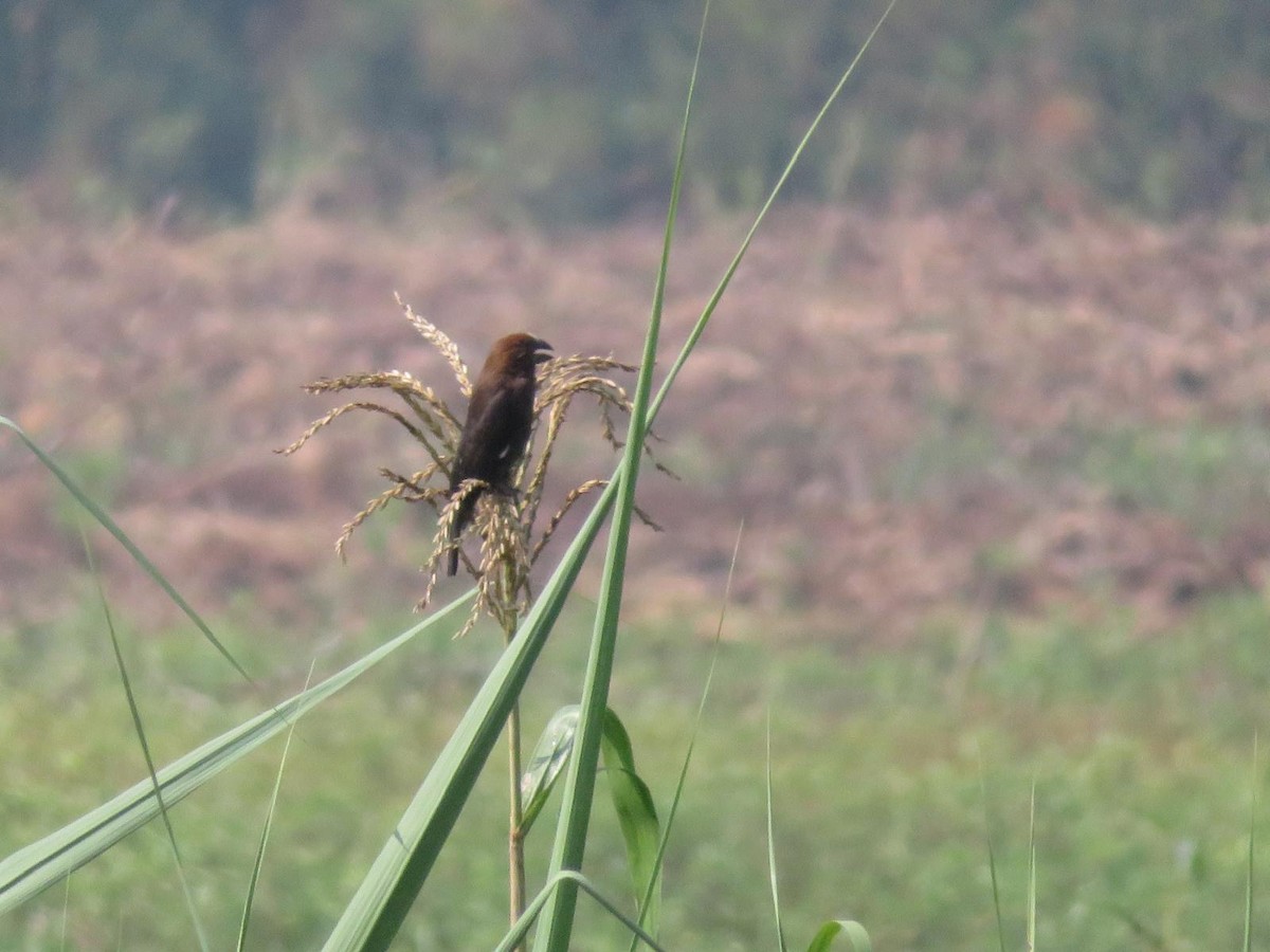 Grosbeak Weaver - ML644220996
