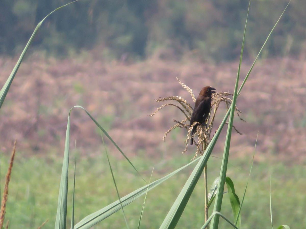 Grosbeak Weaver - ML644220997