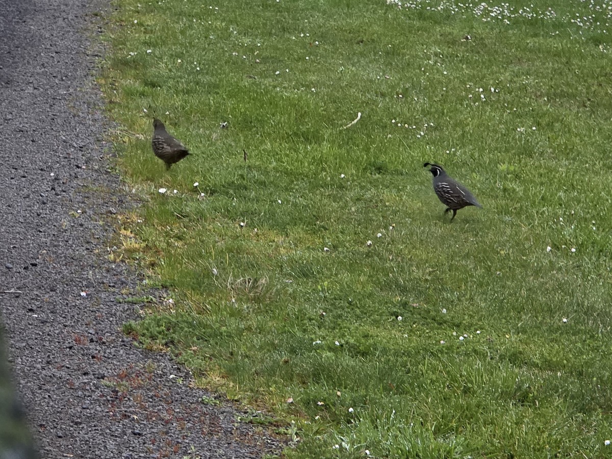 California Quail - ML644220999