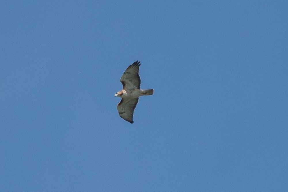 Red-tailed Hawk (borealis) - ML644221006