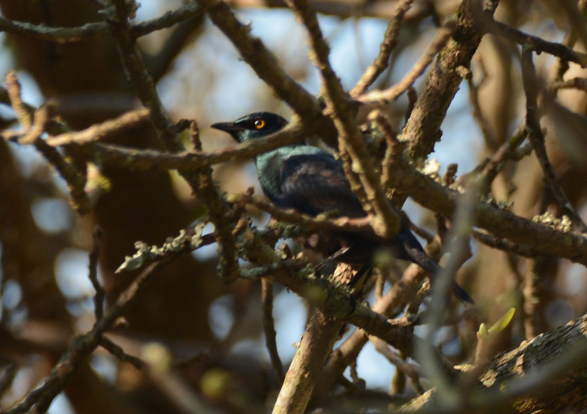 Black-bellied Starling - ML644221007