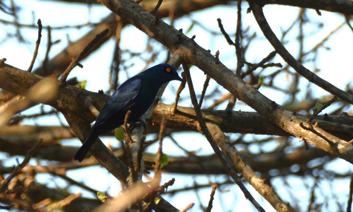 Black-bellied Starling - ML644221008