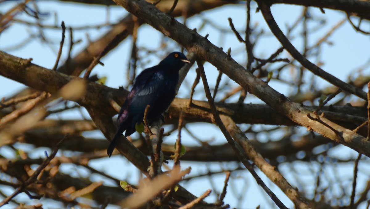 Black-bellied Starling - ML644221009