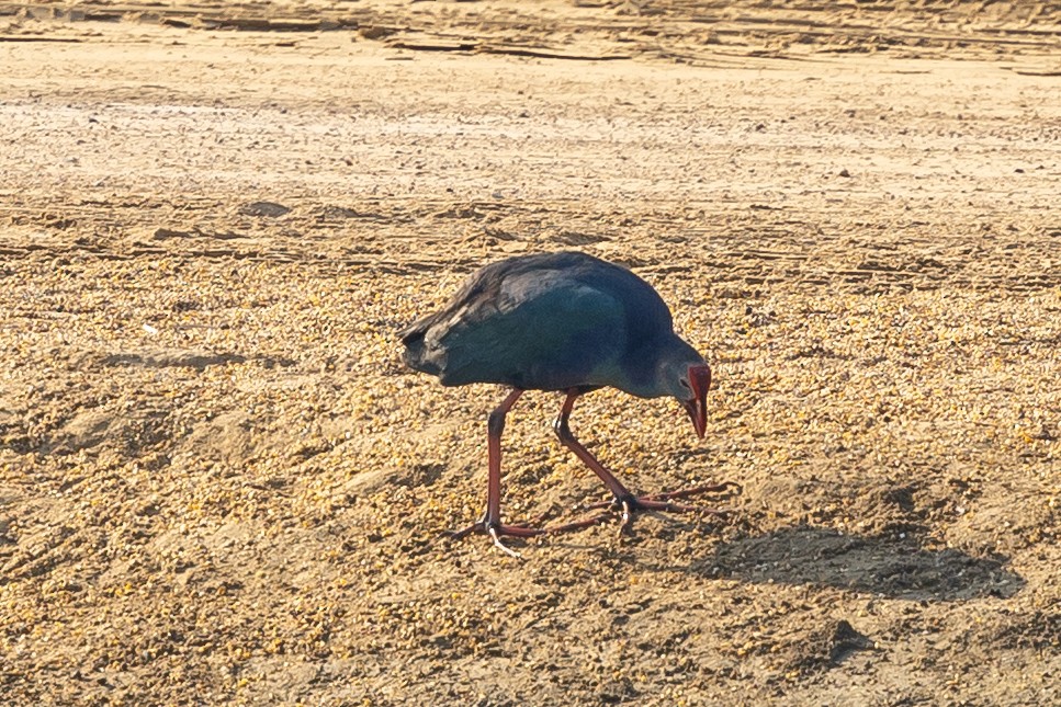 灰頭紫水雞 - ML644221015