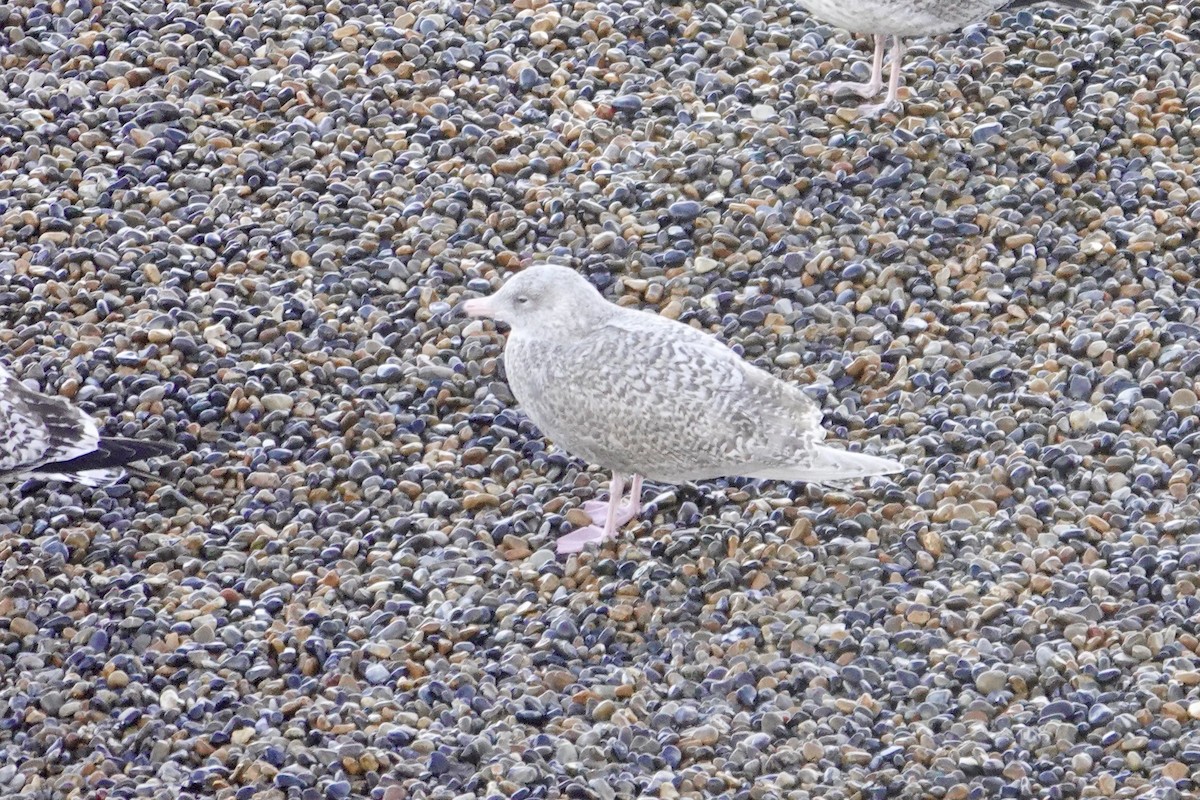 Ipar-kaioa - ML644221028