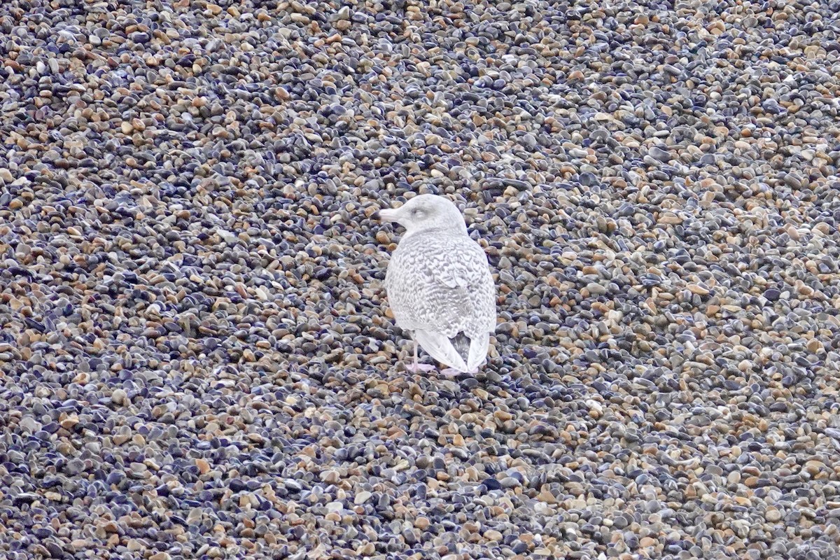 Ipar-kaioa - ML644221029