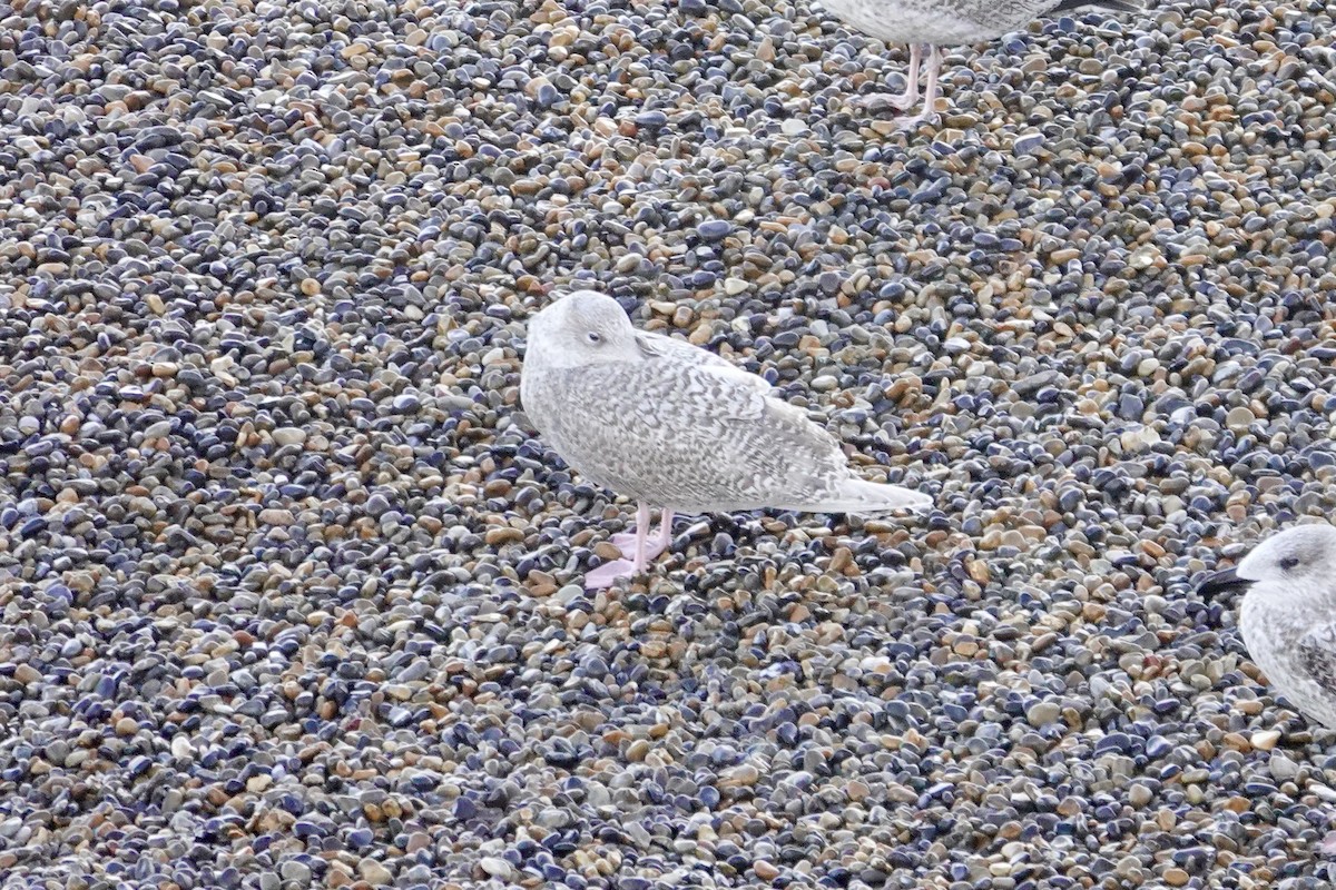 Ipar-kaioa - ML644221030