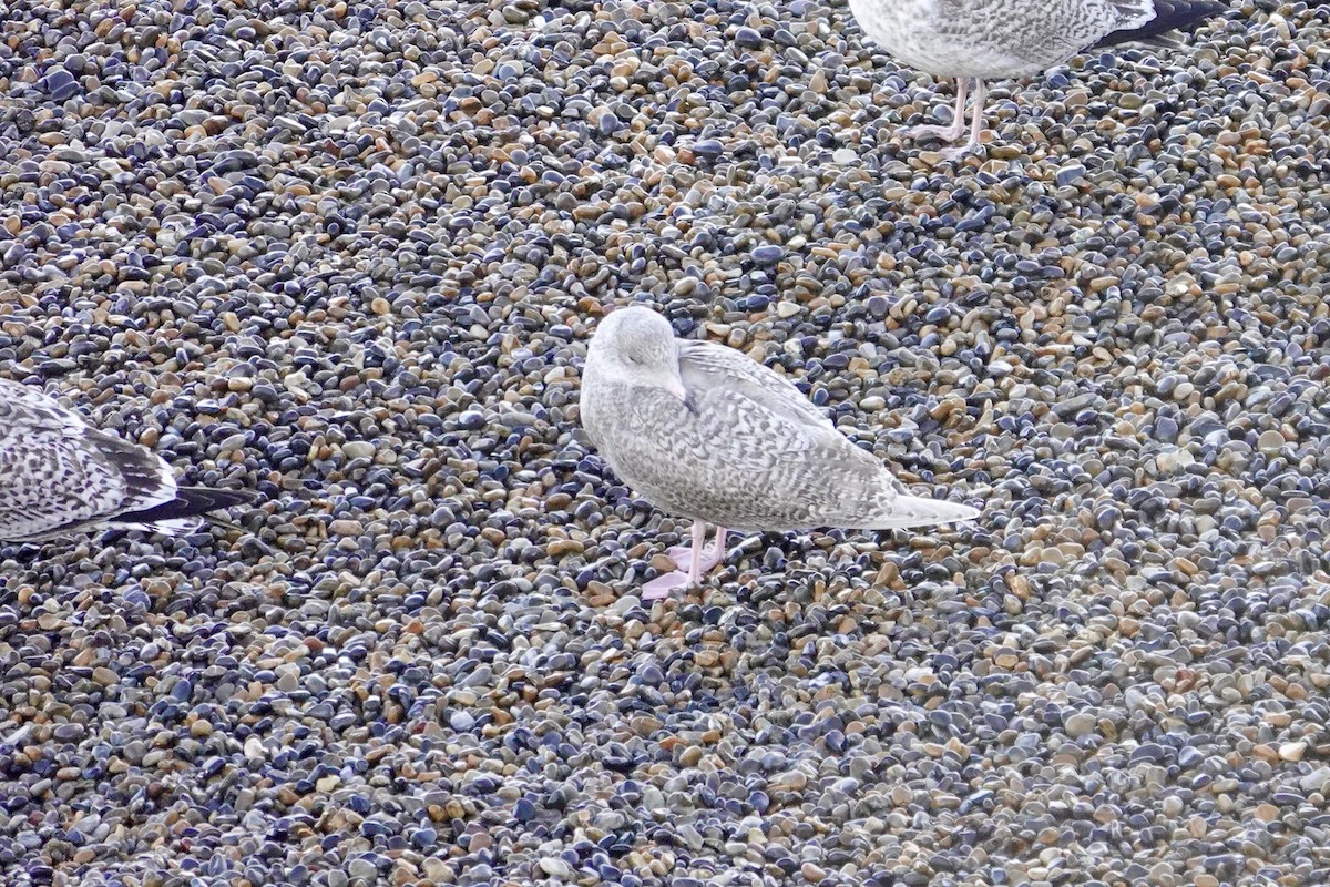 Ipar-kaioa - ML644221031