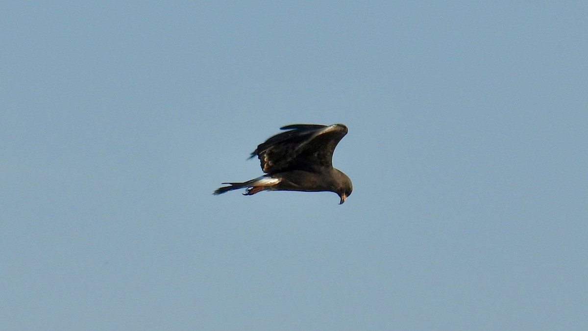 Snail Kite - ML644221034