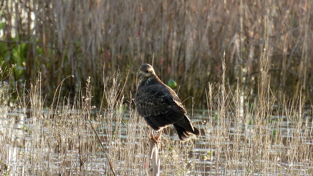 Snail Kite - ML644221035