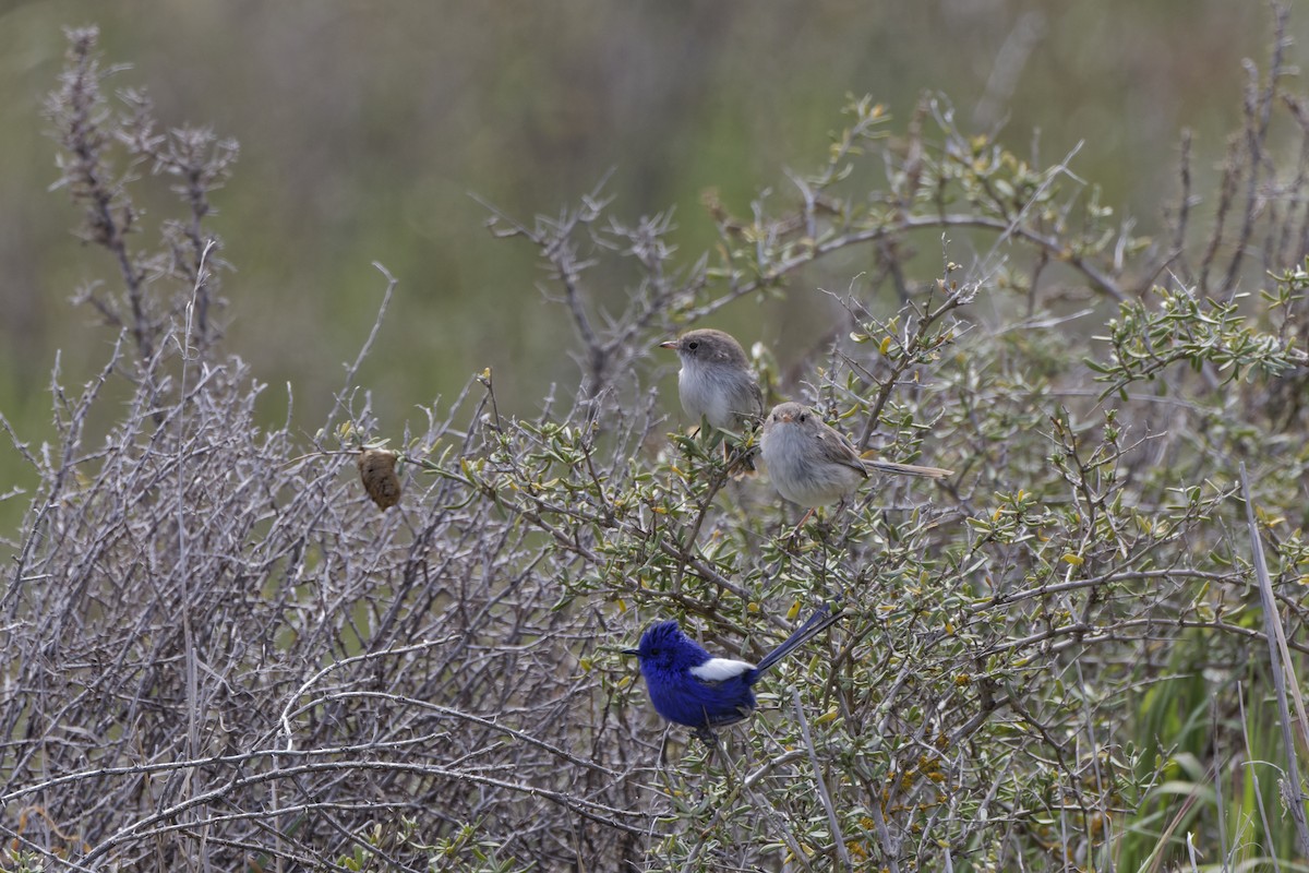 White-winged Fairywren - ML644221036