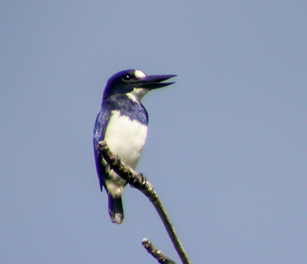 Blue-and-white Kingfisher - ML644221037