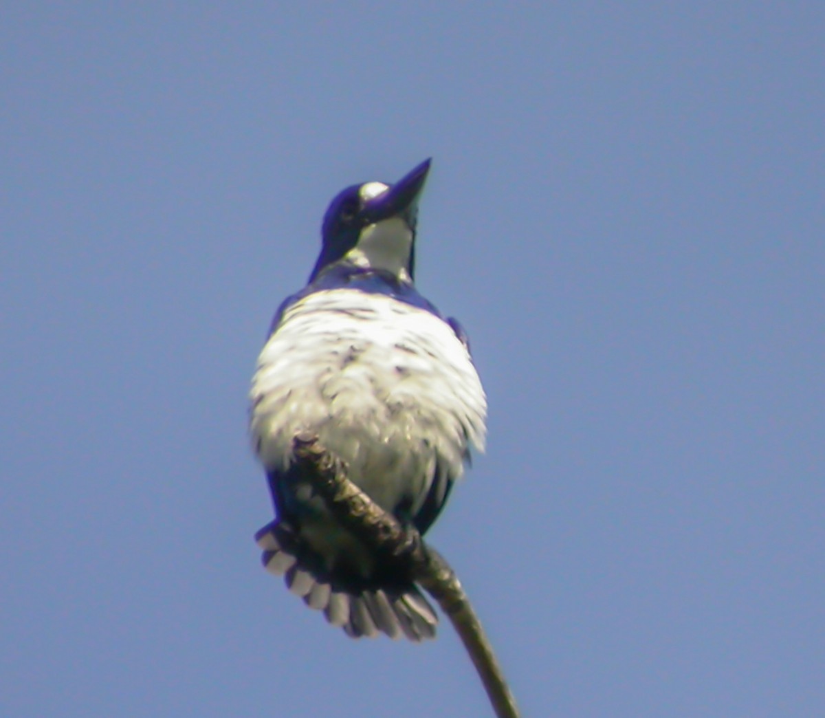 Blue-and-white Kingfisher - ML644221038