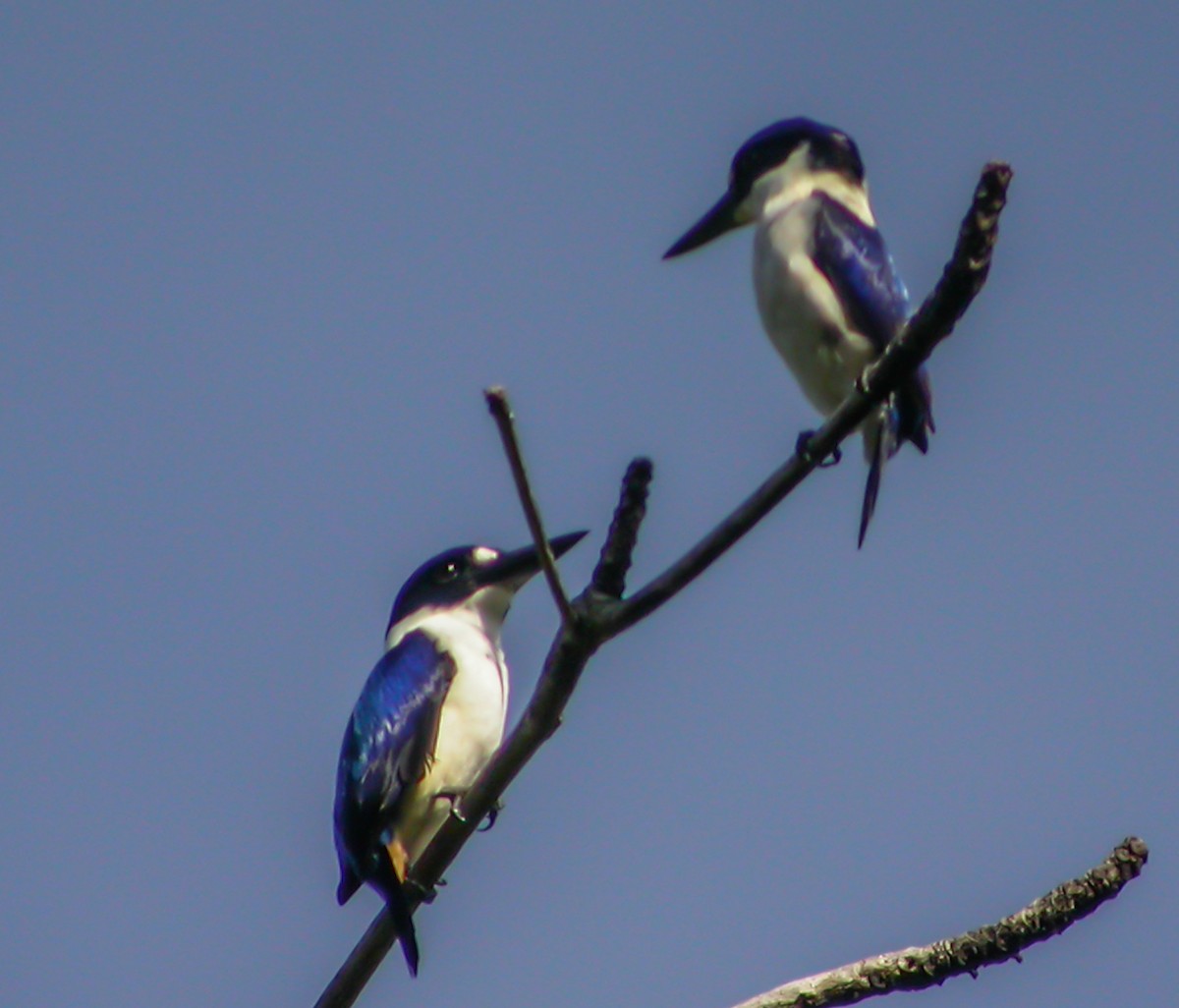 Blue-and-white Kingfisher - ML644221039