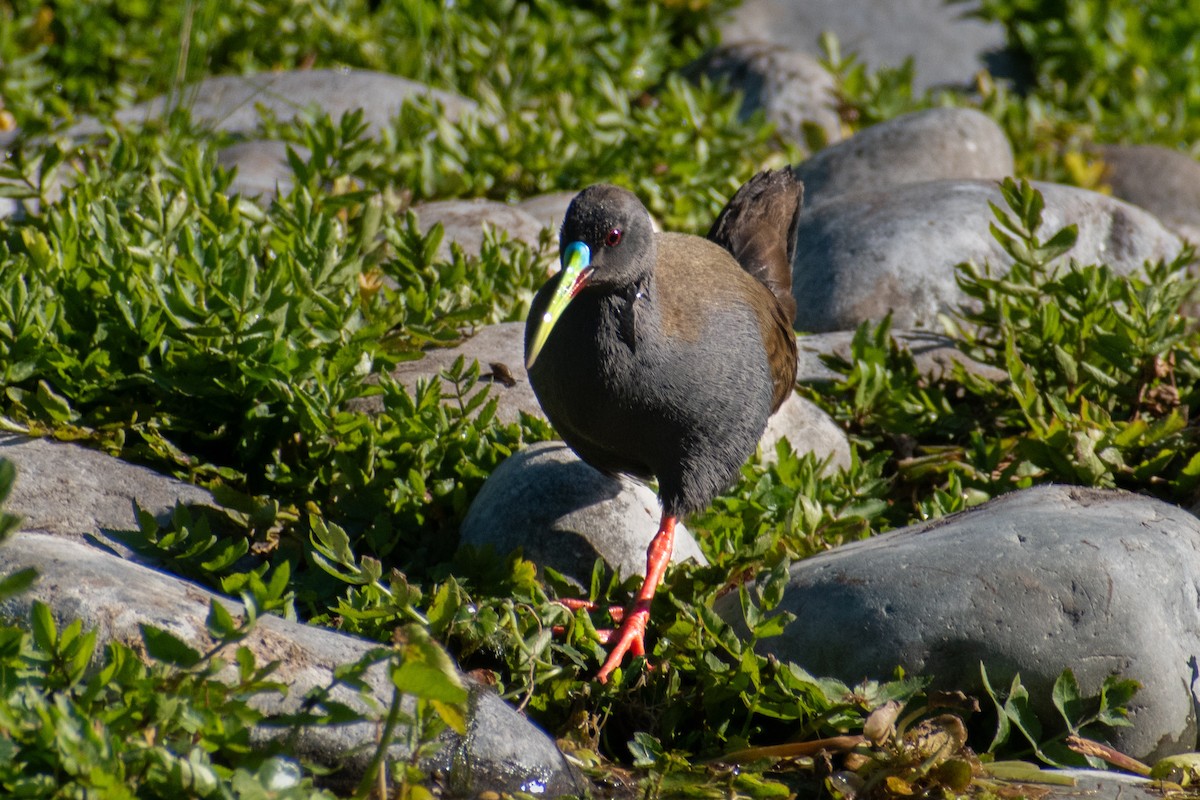 Grauralle - ML644221059