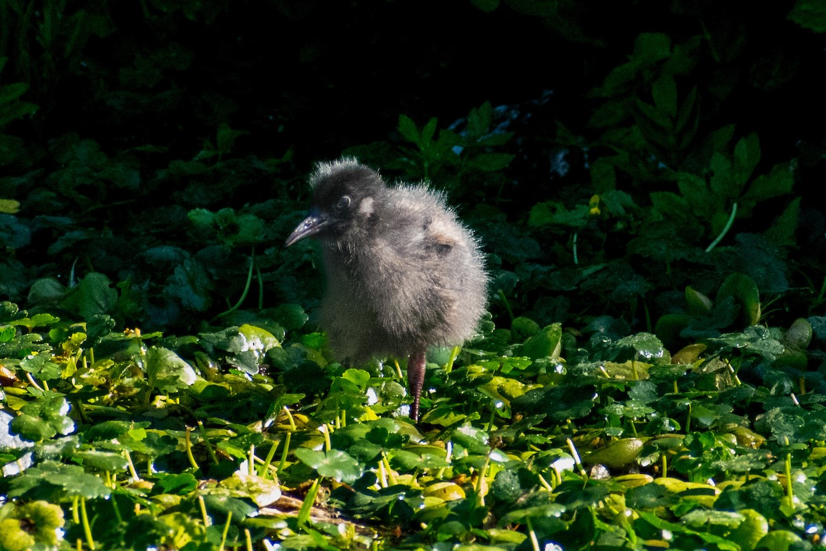 Grauralle - ML644221060