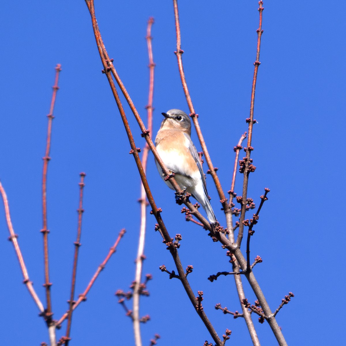 Eastern Bluebird - ML644221063