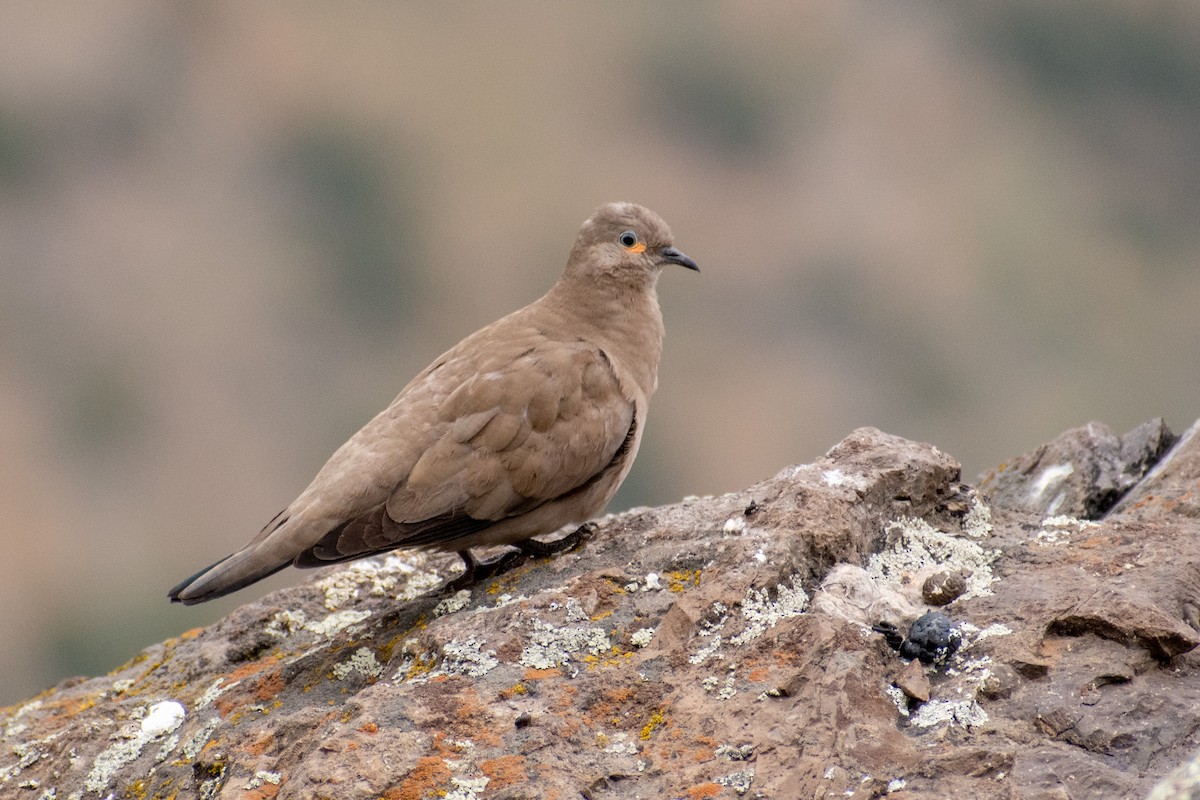 Black-winged Ground Dove - ML644221087