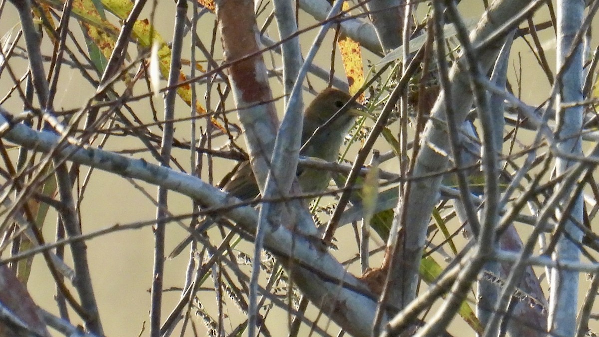 Passerin indigo - ML644221094