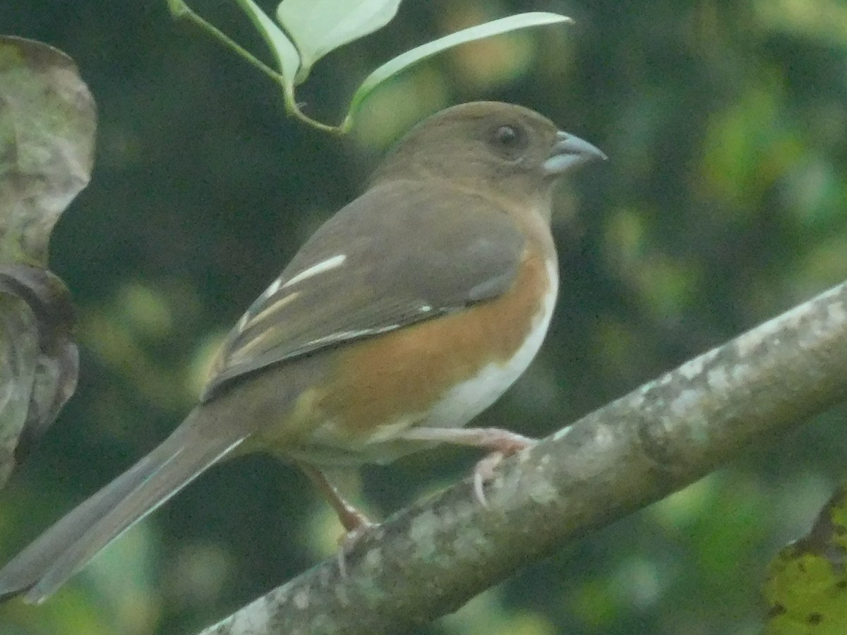 Eastern Towhee - ML644221096