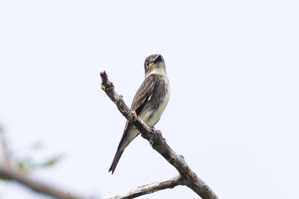 Olive-sided Flycatcher - ML644221097