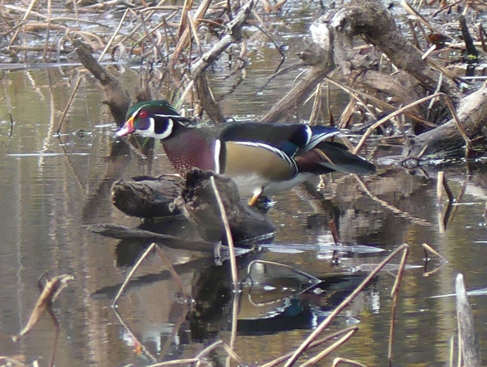 Wood Duck - ML644221104