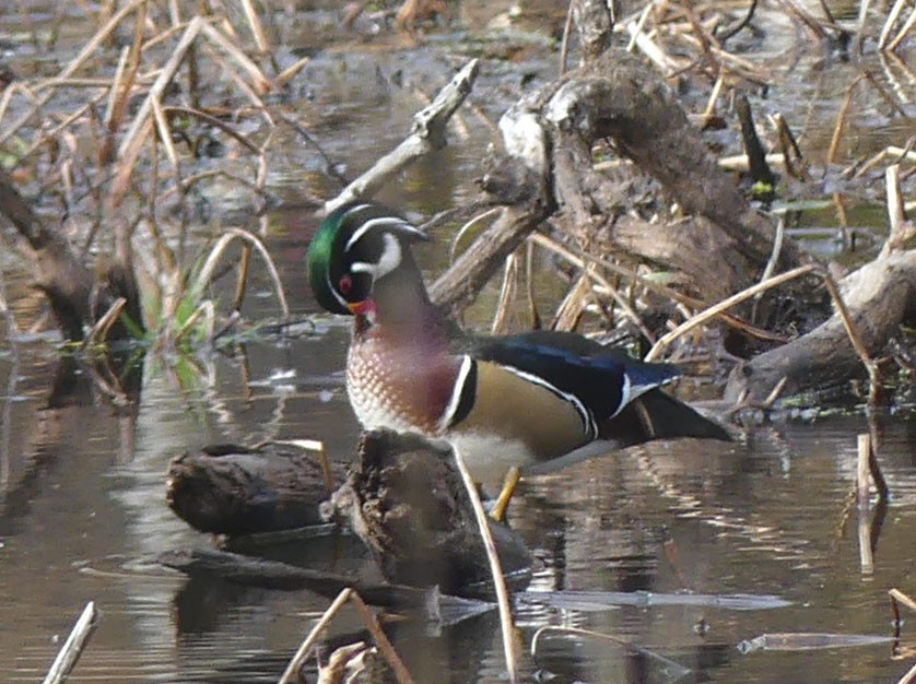 Wood Duck - ML644221105