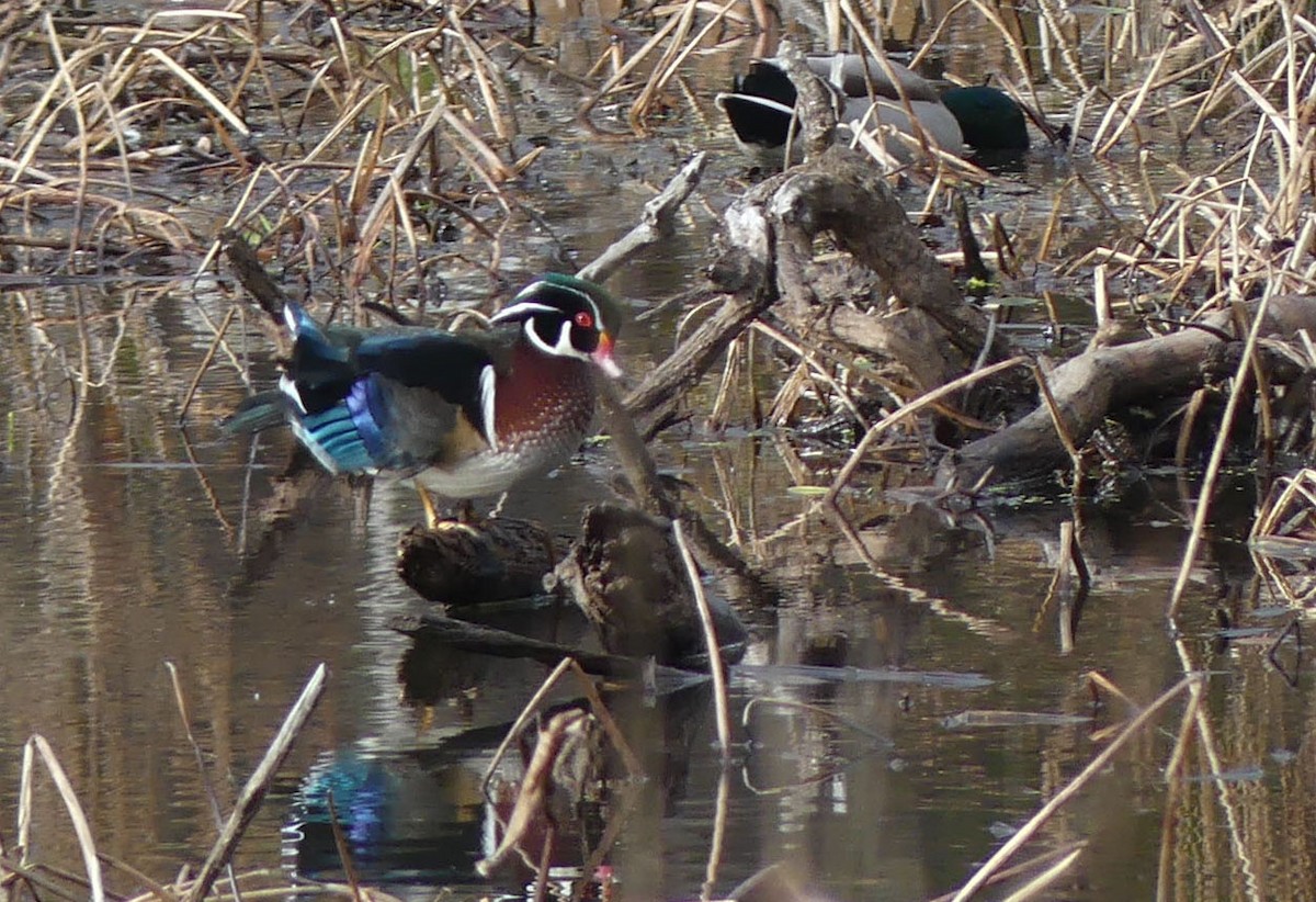 Wood Duck - ML644221106