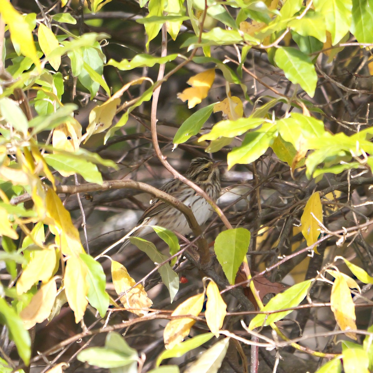 Savannah Sparrow - ML644221107