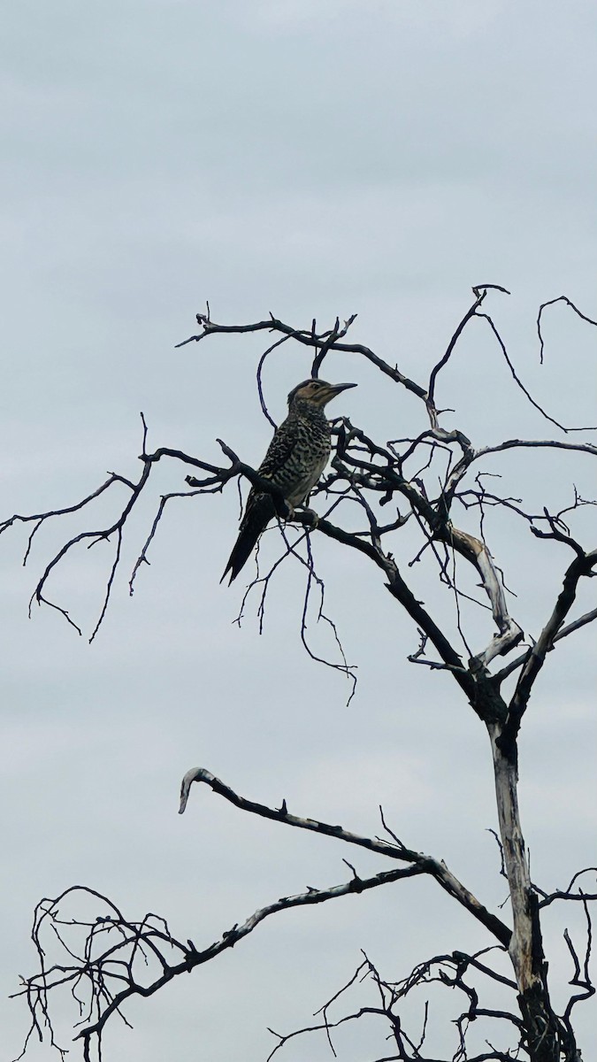 Chilean Flicker - ML644221108