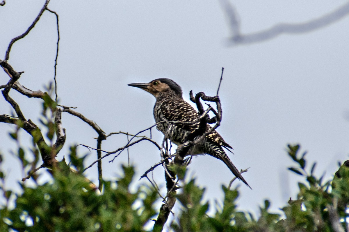 Chilean Flicker - ML644221109