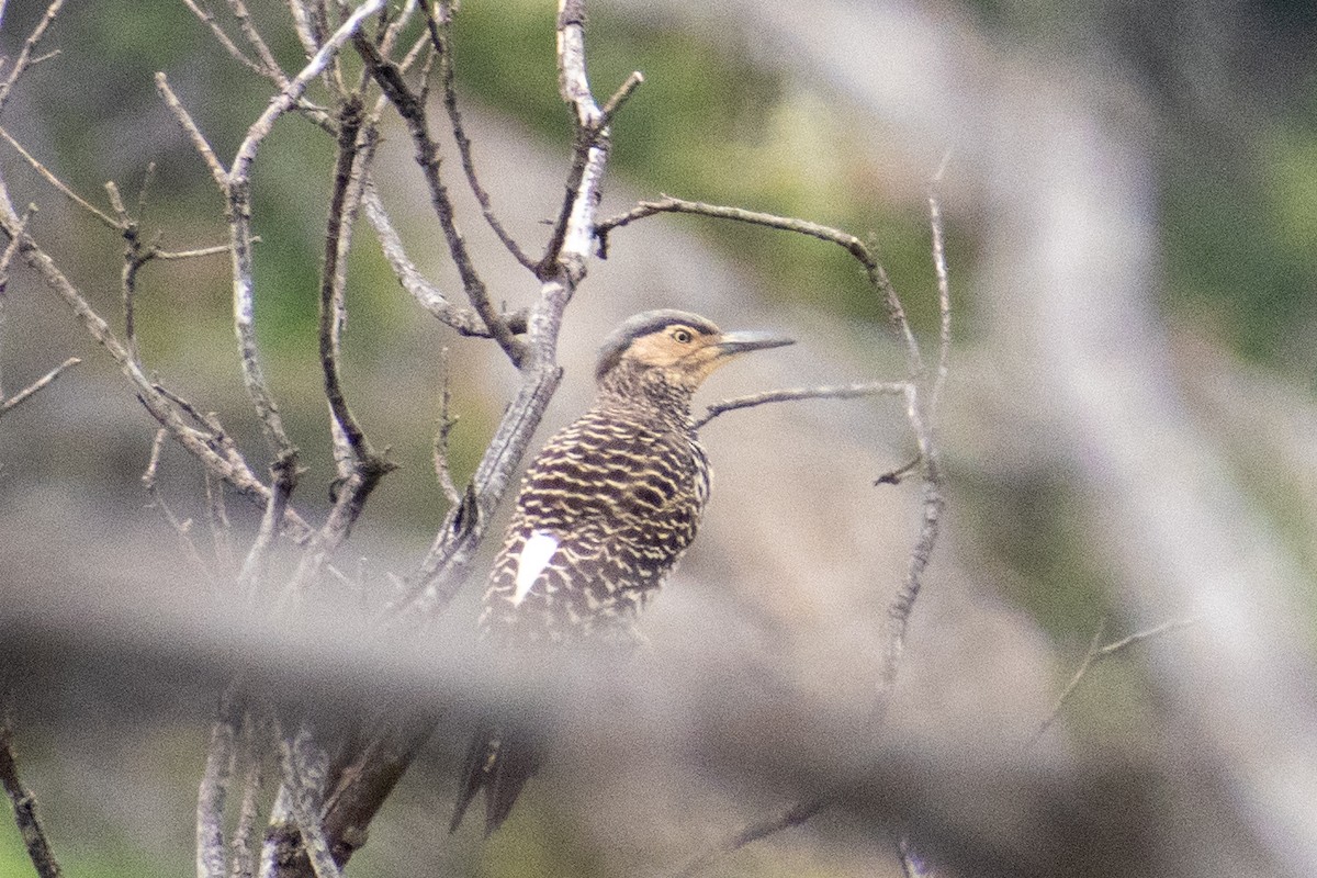 Chilean Flicker - ML644221110
