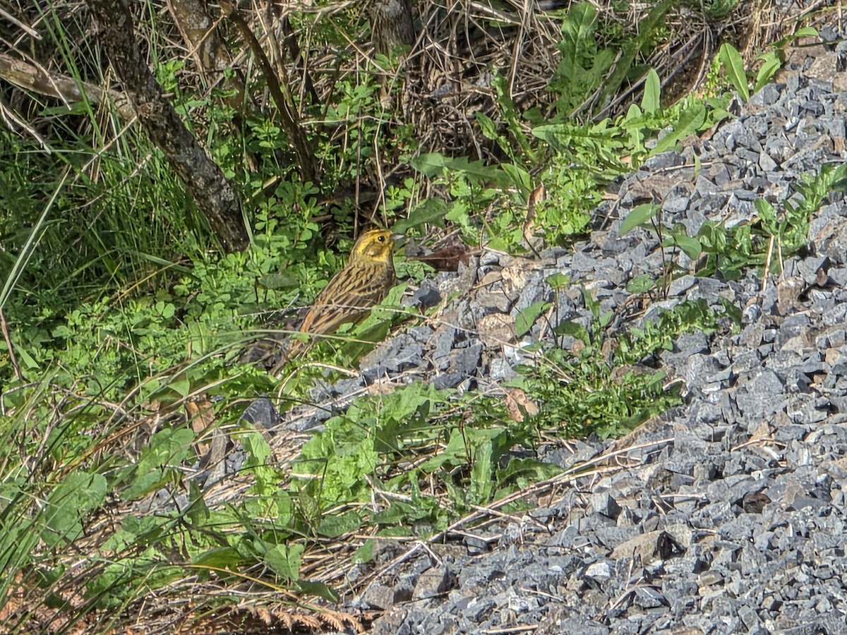 Yellowhammer - ML644221116