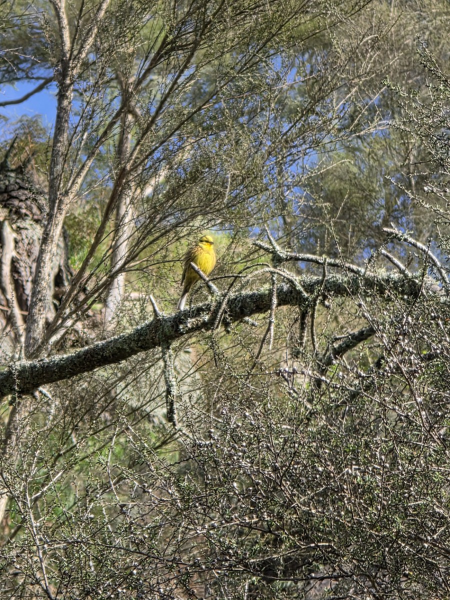 Yellowhammer - ML644221117