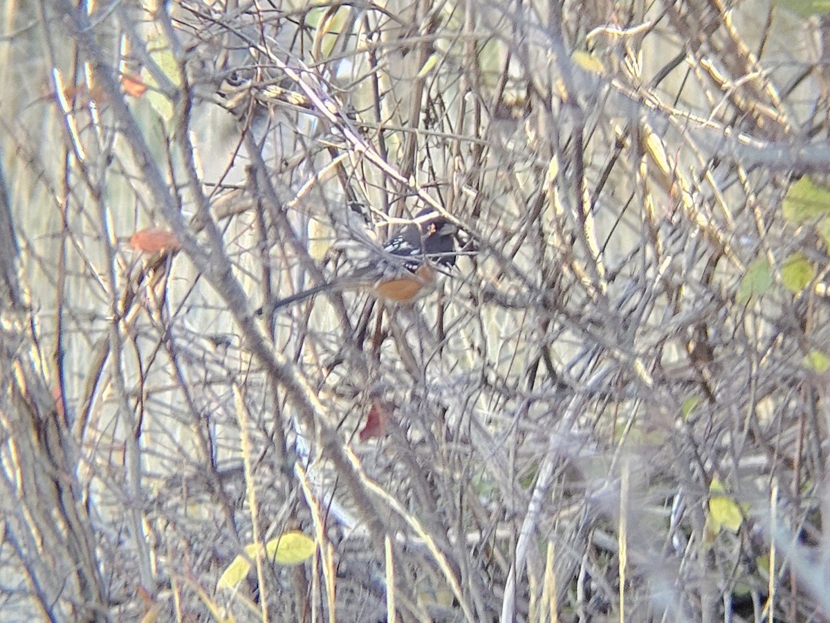 Spotted Towhee - ML644221124