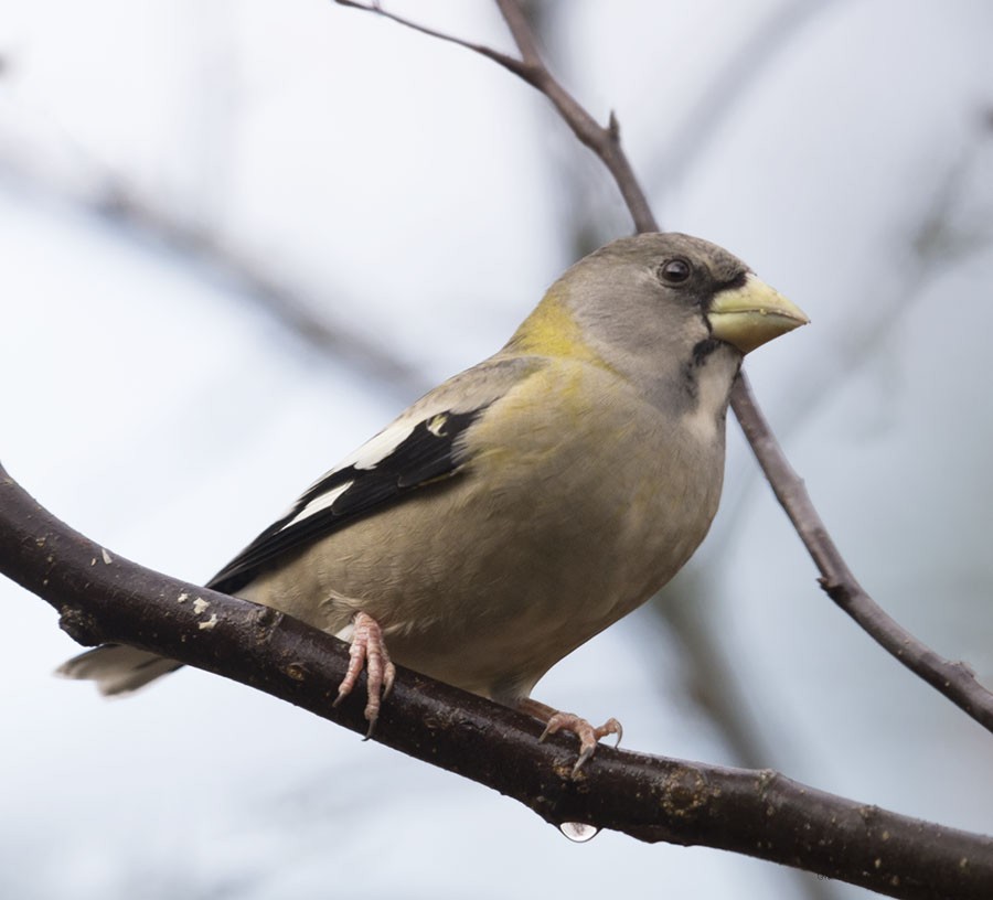 dlask žlutočelý - ML644221127