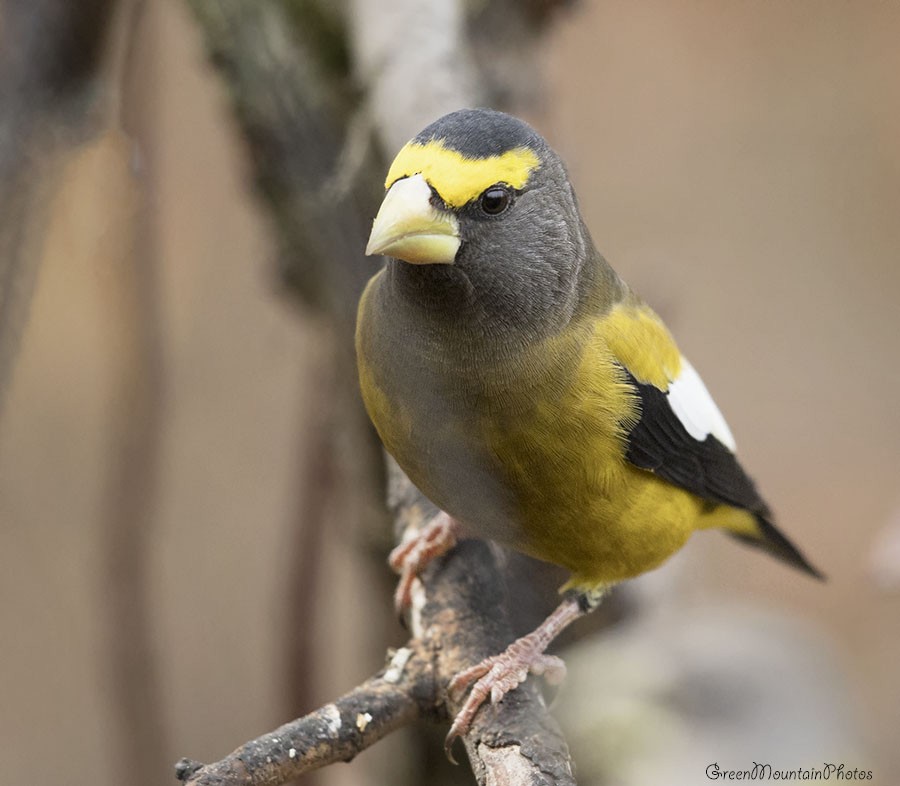 dlask žlutočelý - ML644221141