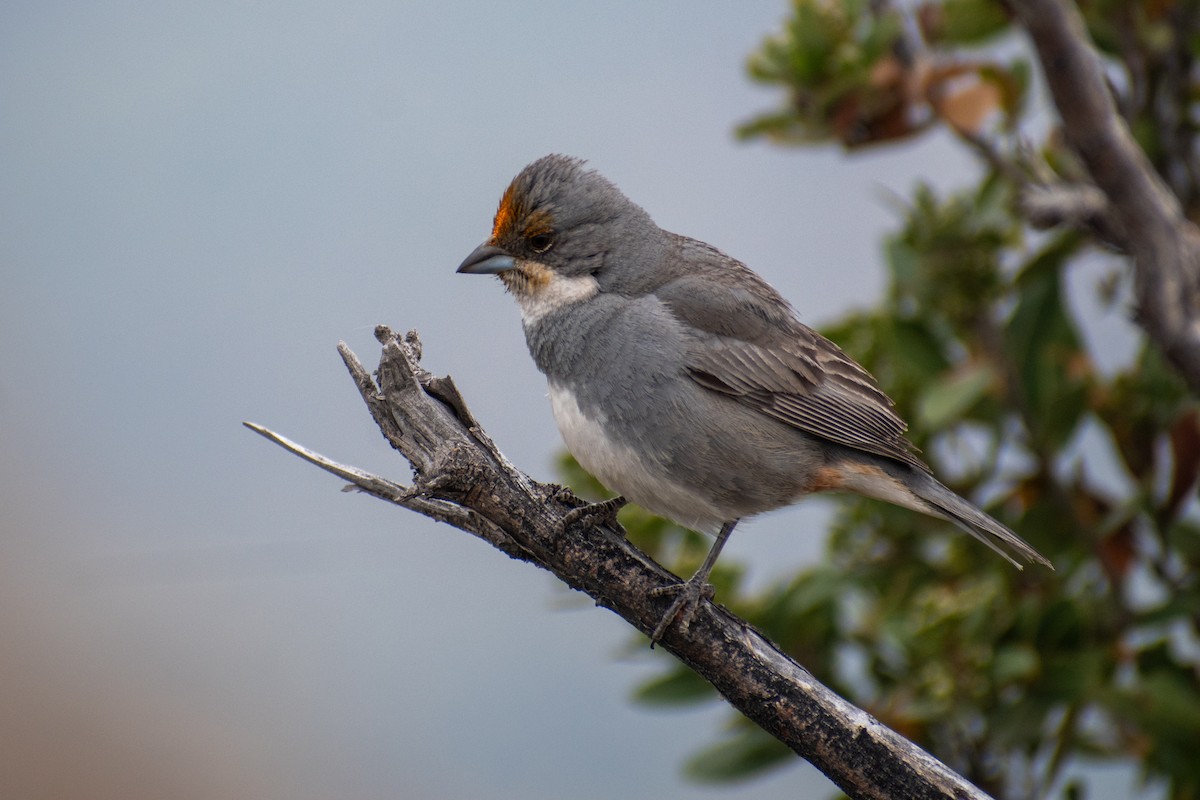 Diuca Finch - ML644221147