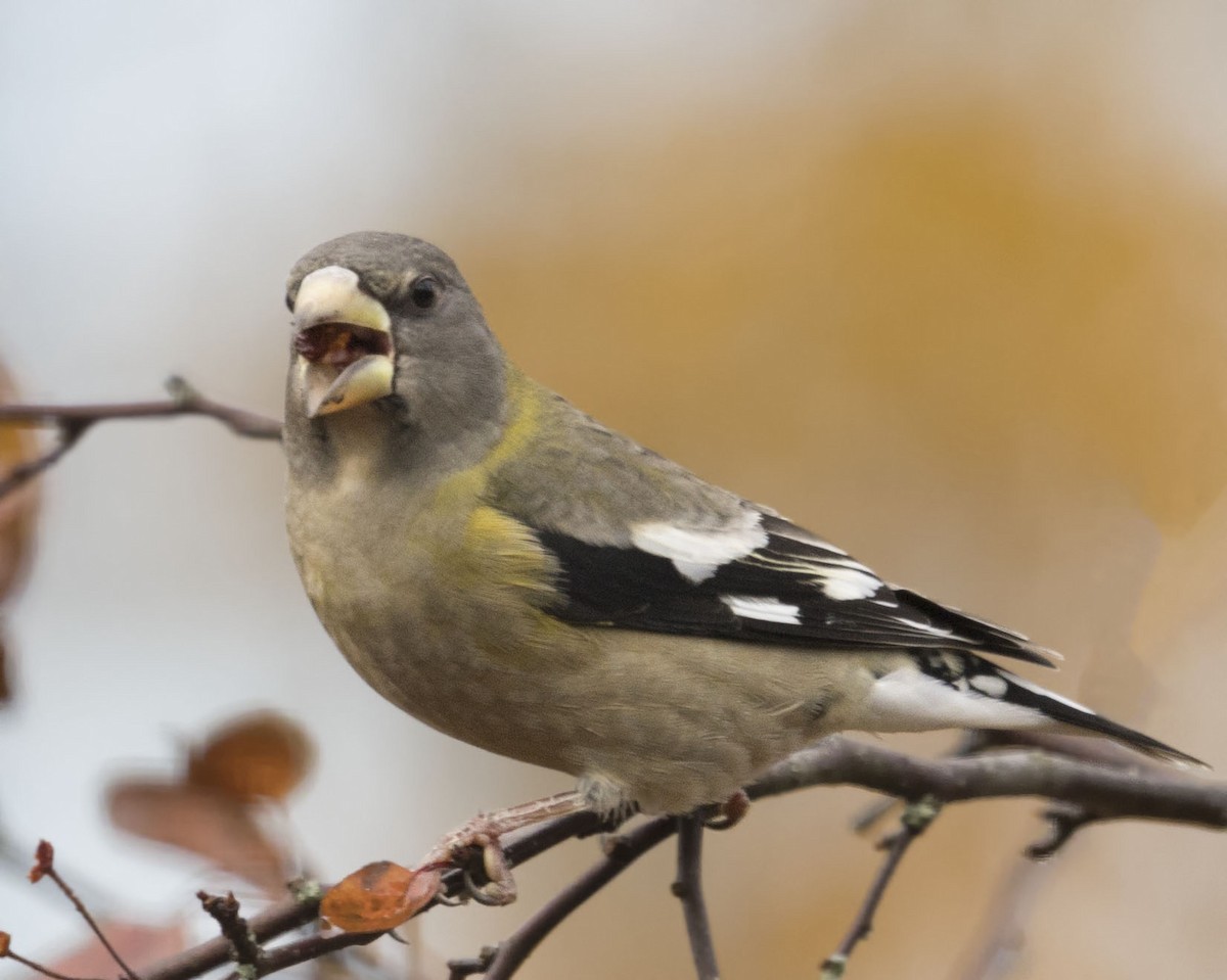 dlask žlutočelý - ML644221150