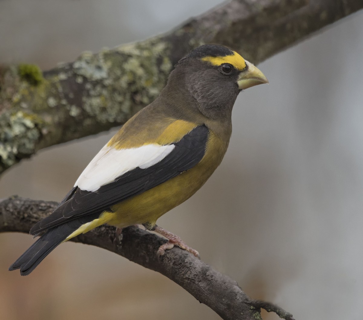 dlask žlutočelý - ML644221156