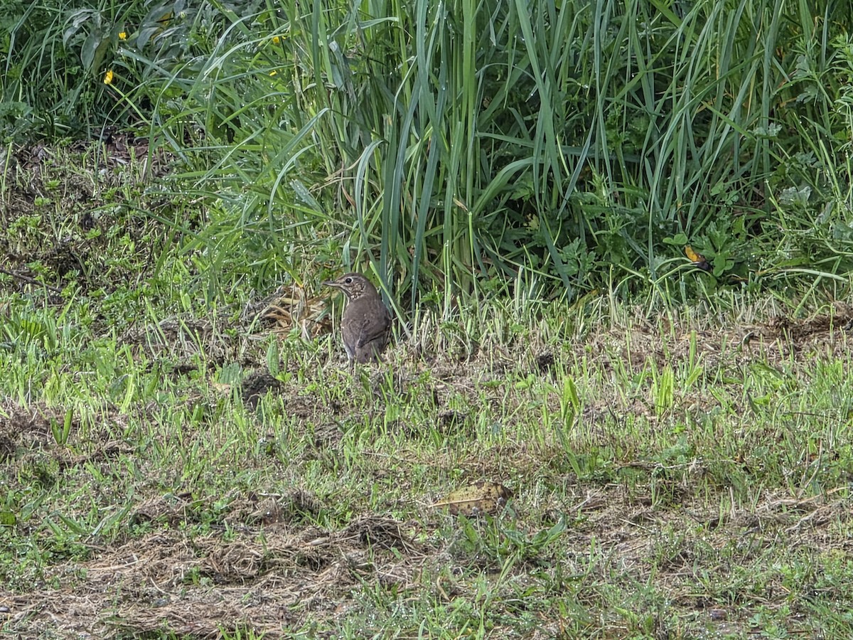 Song Thrush - ML644221162