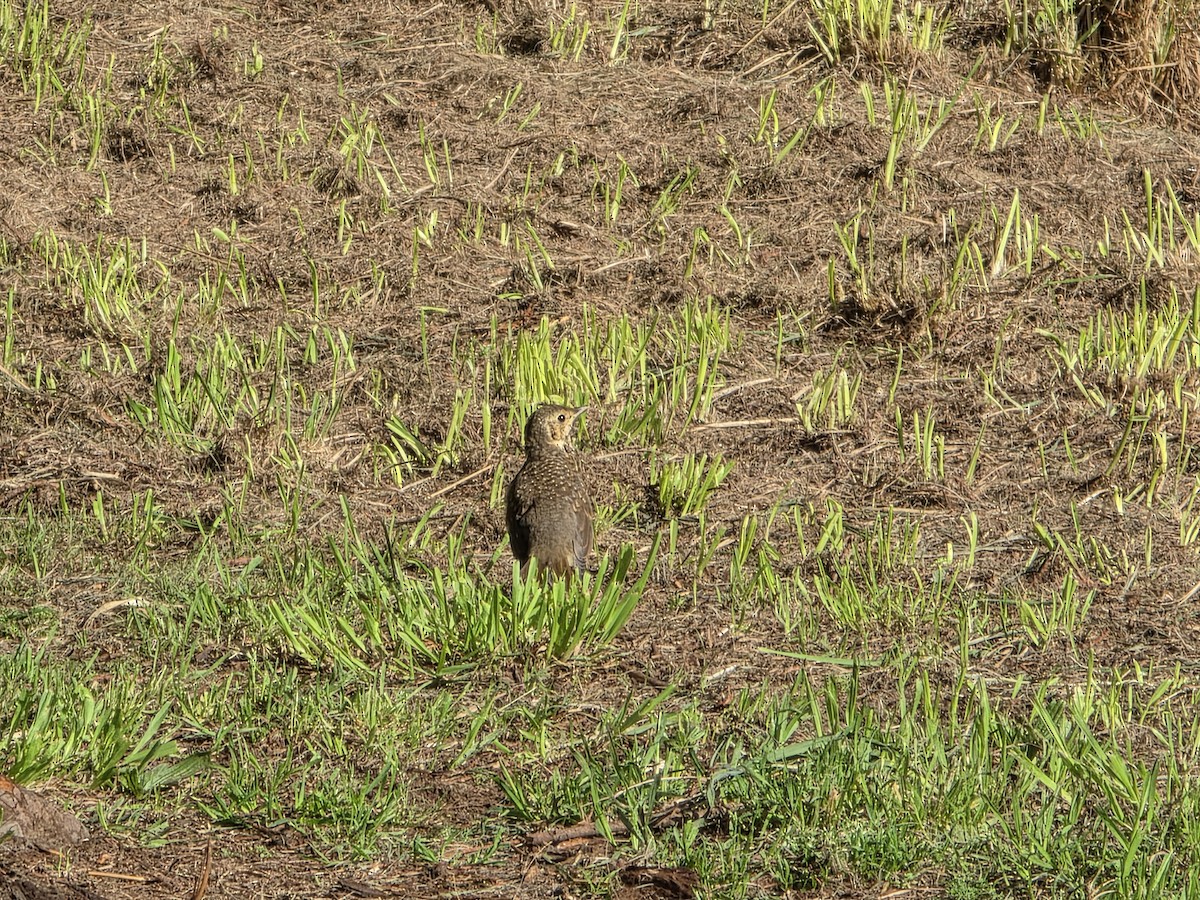 Song Thrush - ML644221163