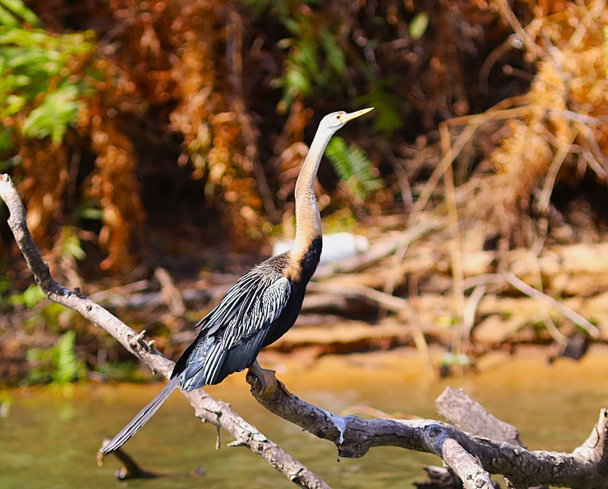 anhinga africká - ML644221171