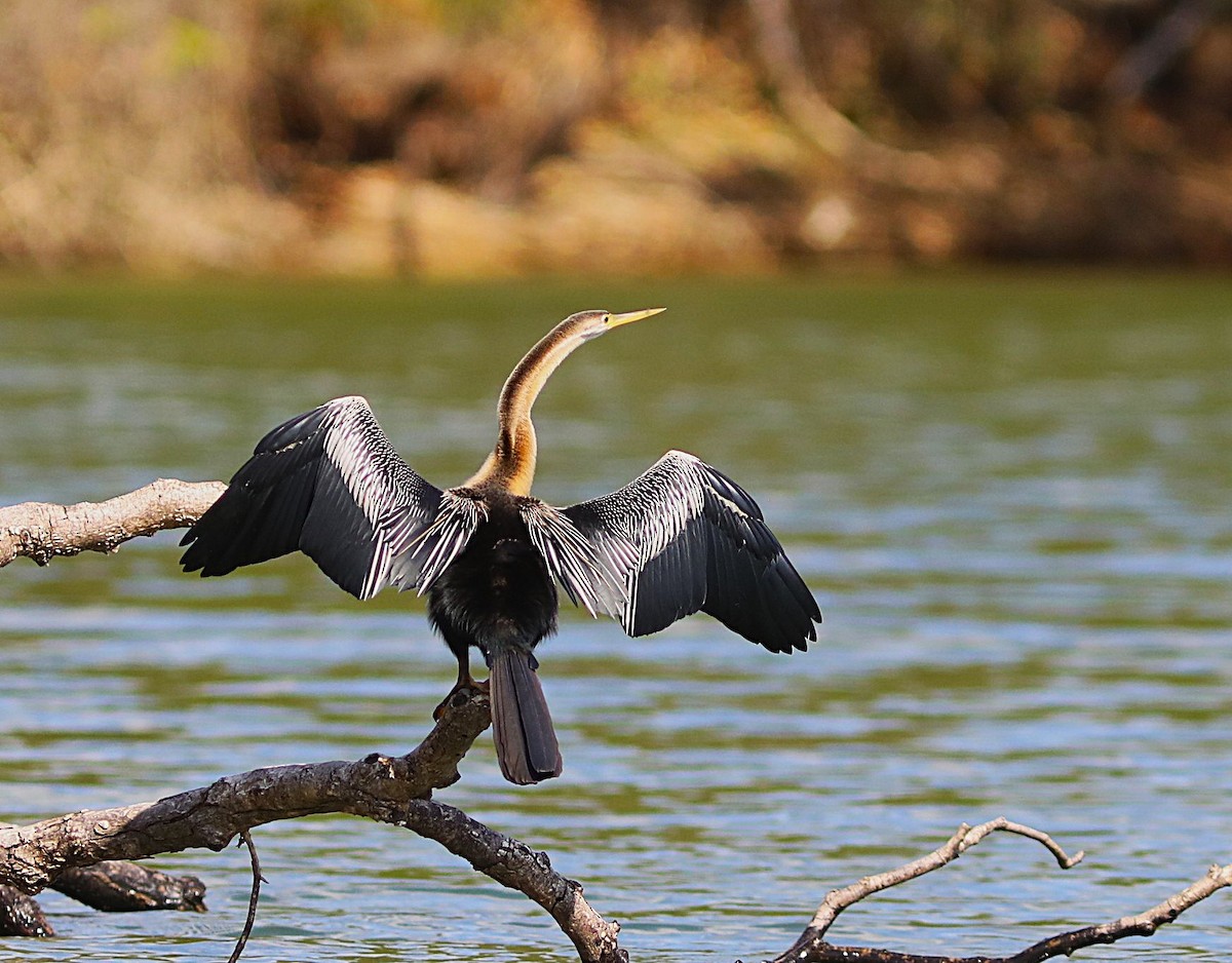 anhinga africká - ML644221172