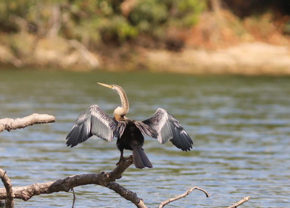 anhinga africká - ML644221173
