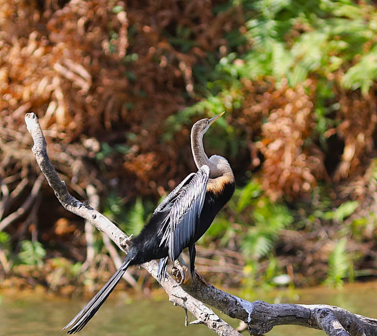 anhinga africká - ML644221174