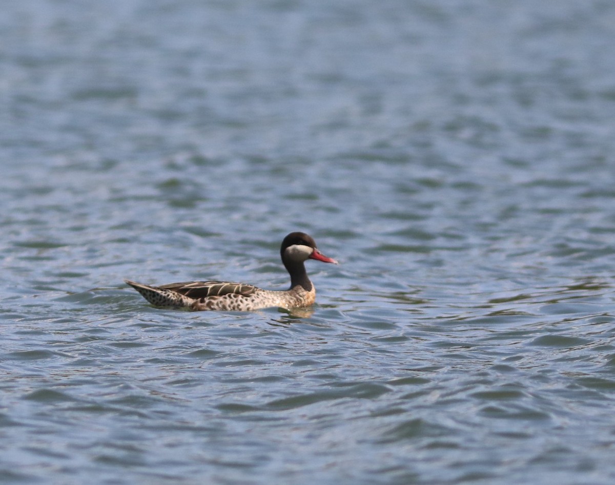 Red-billed Duck - ML644221181